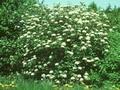 Viburnum lantana Image 1