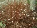 Viburnum lantana Nanum Image 1