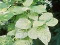 Viburnum lantana Variegata Image 1