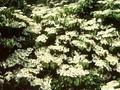 Viburnum plicatum Cascade Image 1