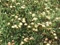 Viburnum rhytidophyllum Roseum Image 1