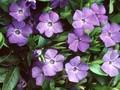 Vinca minor Bowles Variety Image 1