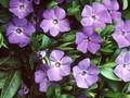 Vinca minor La Grave Image 1