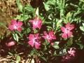 Vinca minor Rubra Image 1