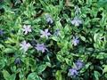 Vinca minor Variegata Aurea Image 1