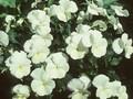 Viola cornuta White Superior Image 1