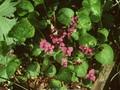 Viola odorata Rubra Image 1