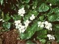 Viola papilionacea Image 1