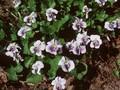 Viola sororia Priceana Image 1