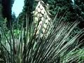 Yucca angustifolia Image 1