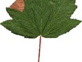 Acer pseudoplatanus Spaethii Image 3