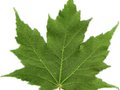 Acer rubrum Image 4