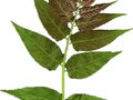 Ailanthus altissima Image 2