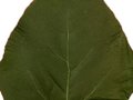 Catalpa bignonioides Image 4