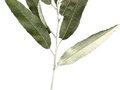 Elaeagnus angustifolia Image 2