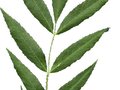 Fraxinus oxycarpa Image 2