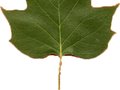 Liriodendron tulipifera Fastigiatum Image 3