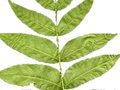 Pterocarya fraxinifolia Image 4