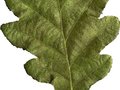 Quercus robur Fastigiata Image 3