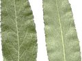 Salix alba Liempde Image 2