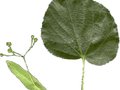 Tilia euchlora Image 3